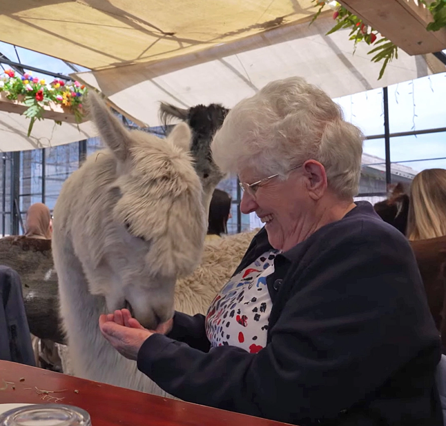 PUUR geluksmomentje Alpaca 1